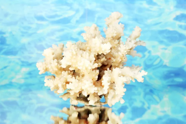 Coral marinho no fundo da água close-up — Fotografia de Stock