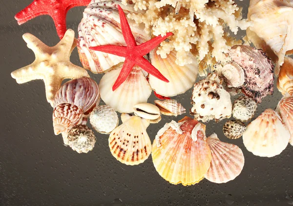 Deniz kabukları yakın çekim ile mercan — Stok fotoğraf