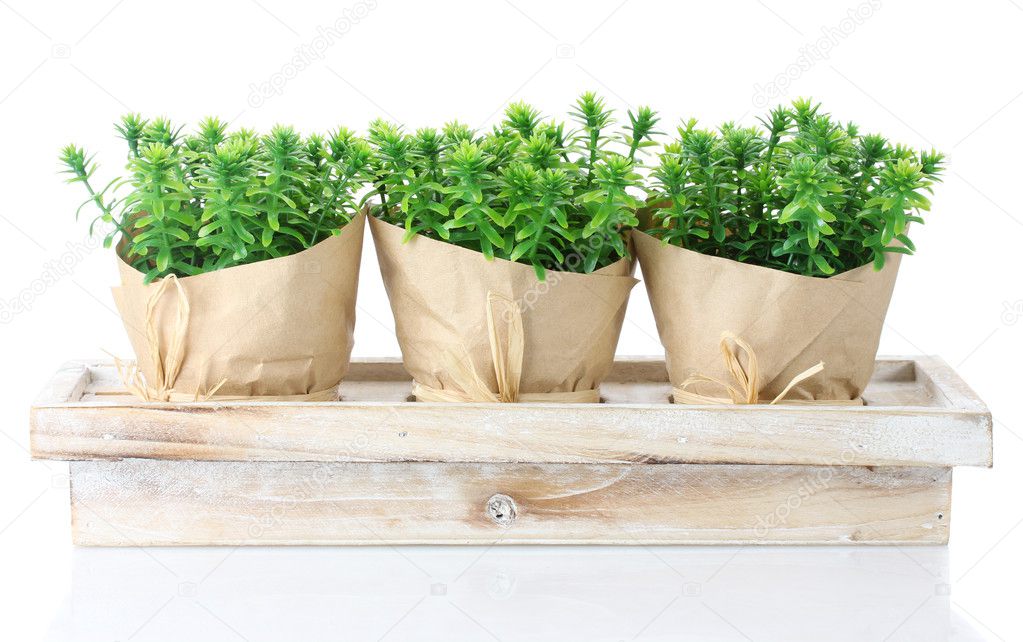 Thyme herb plants in pots with beautiful paper decor on wooden stand isolated on white