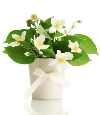 cam aranjman beyaz izole güzel Yasemin çiçekleri