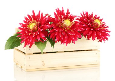 güzel kırmızı dahlias ahşap kutusunda üzerinde beyaz izole