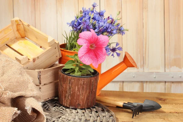 Annaffiatoio, attrezzi e fiori su fondo di legno — Foto Stock