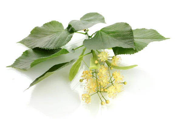 Branch of linden flowers isolated on white — Stock Photo, Image