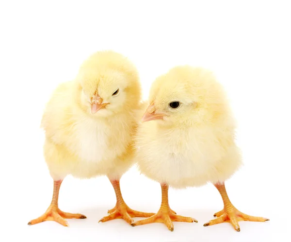 Iki küçük tavuklar üzerinde beyaz izole sarı — Stok fotoğraf