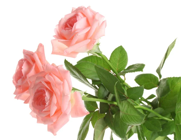 Rosas rosadas aisladas en blanco —  Fotos de Stock