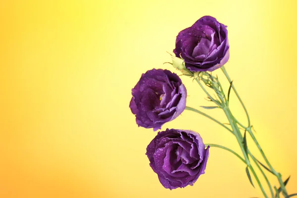 Purple eustoma on yellow background — Stock Photo, Image