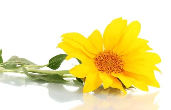 Schöne Sonnenblume, isoliert auf weiß — Stockfoto