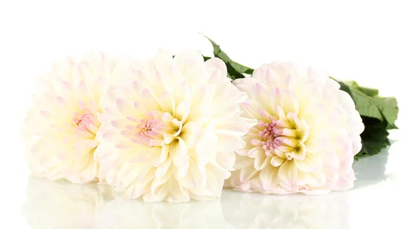 Beautiful white dahlias on white background close-up — Stock Photo, Image