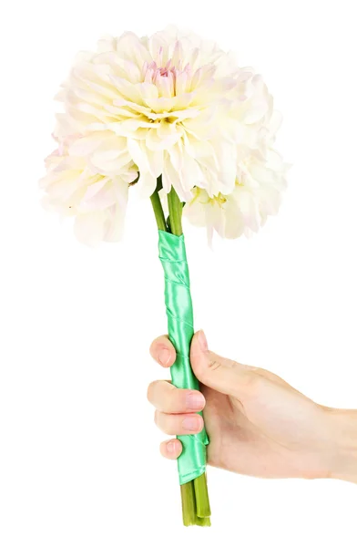 Woman's hand holding a bouquet of white dahlias on white background close-up — Stock Photo, Image