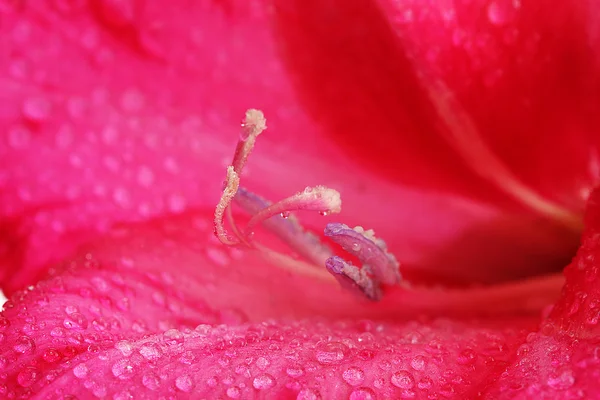 美丽的粉红色唐菖蒲，密切了 — 图库照片