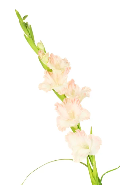 Zweig blassrosa Gladiolen auf weißem Hintergrund Nahaufnahme — Stockfoto