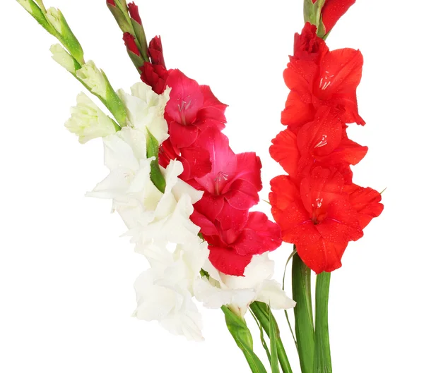 Bukett med vackra färgstarka gladiolus på vit bakgrund närbild — Stockfoto