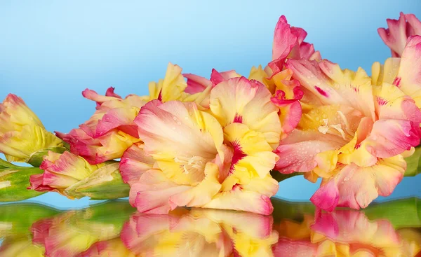 Tak van geel-roze gladiolen op blauwe achtergrond close-up — Stockfoto