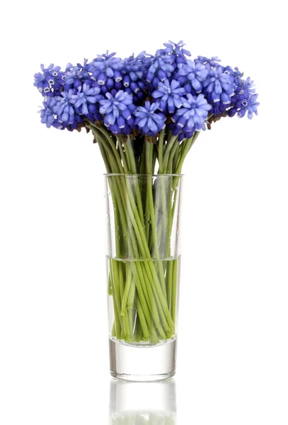 Muscari - hyacinth in glass isolated on white — Stock Photo, Image