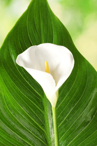 stock image White calla with leaf on bright green background close-up