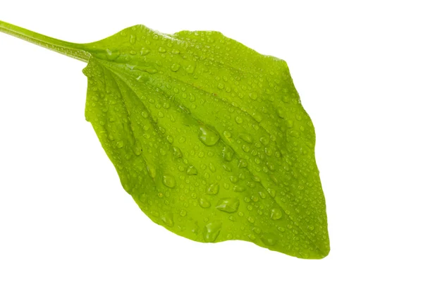 Groblad blad med droppar isolerad på en vit — Stockfoto