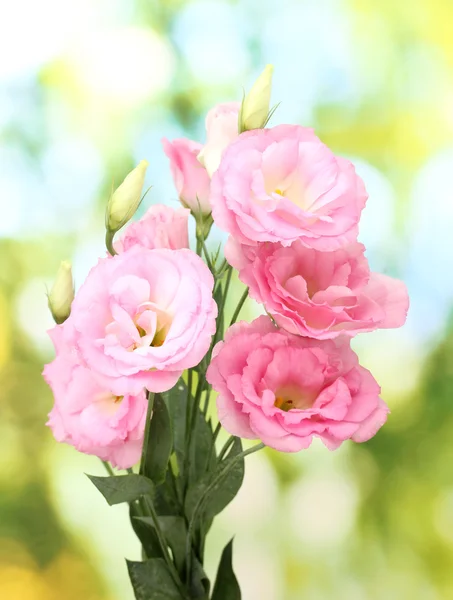 Bouquet di fiori di eustoma, su sfondo verde — Foto Stock