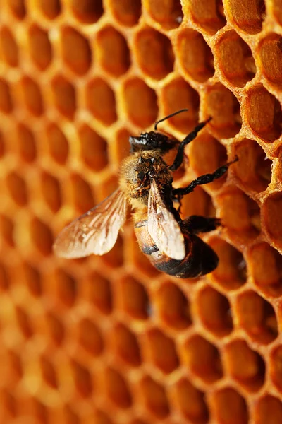Giallo bel favo con miele e ape, sfondo — Foto Stock