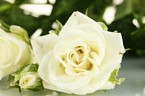 Beyaz arka plan yakın çekim üzerinde güzel beyaz güller — Stok fotoğraf