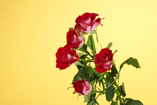 Beautiful vinous roses on yellow background close-up — Stock Photo, Image