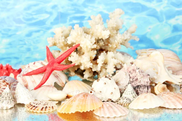 Coral marino con conchas sobre fondo de agua de cerca —  Fotos de Stock