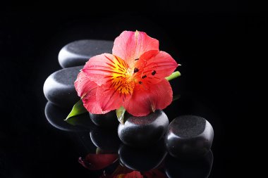 Spa taşlar ve siyah arka plan üzerinde kırmızı çiçek