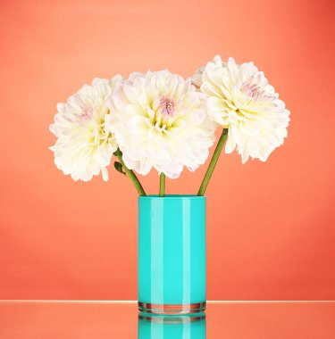 Beautiful white dahlias in blue vase on red background close-up