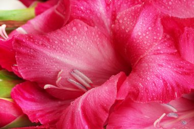 güzel pembe Glayöl, close up