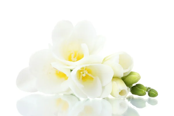 白で隔離される美しいフリージア — ストック写真