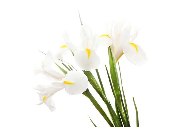 Vackra Iris isolerad på vit — Stockfoto