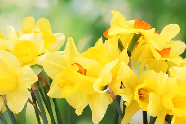 Όμορφο κίτρινο daffodils σε πράσινο φόντο — Φωτογραφία Αρχείου