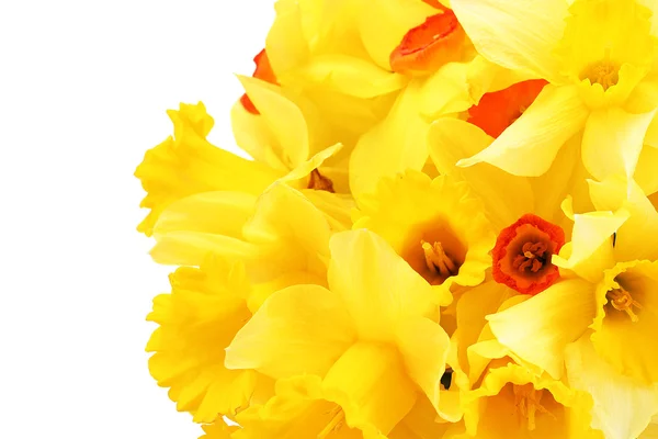 Vakre gule påskeliljer isolert på hvitt – stockfoto