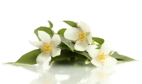 Güzel Yasemin çiçekleri beyaz izole yaprakları ile — Stok fotoğraf