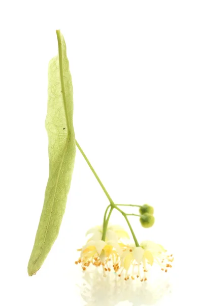 Ramo de flores de tília isolado em branco — Fotografia de Stock
