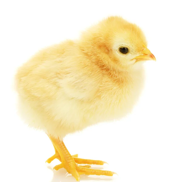 Schöne kleine Huhn isoliert auf dem weißen — Stockfoto