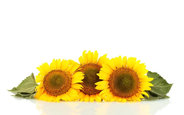 Slunečnice izolovaných na bílém — Stock fotografie