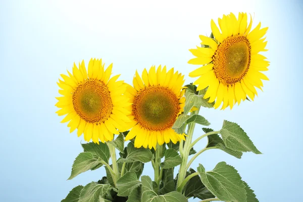 Słoneczniki na niebieskim tle — Zdjęcie stockowe