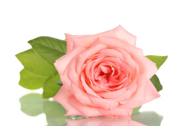 ピンクのバラは白で隔離され — ストック写真