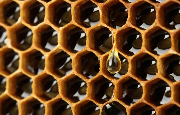 Gula vackra honeycomb med honung, bakgrund — Stockfoto