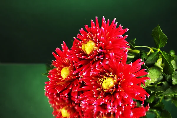 Beautiful red dahlias on green background close-up — Stock Photo, Image
