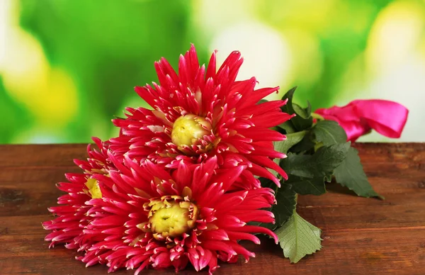 Beautiful red dahlias on bright colorful background close-up — Stock Photo, Image
