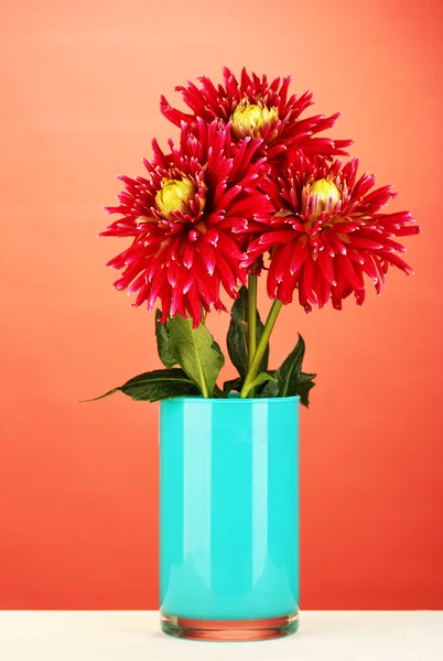 Beautiful red dahlias in vase on red background close-up — Stock Photo, Image