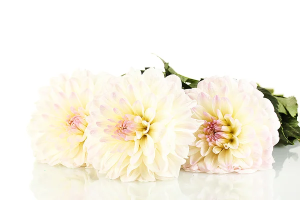 Beautiful white dahlias on white background close-up — Stock Photo, Image