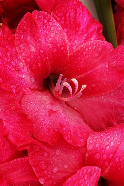 Hermoso gladiolo rosa, de cerca — Foto de Stock