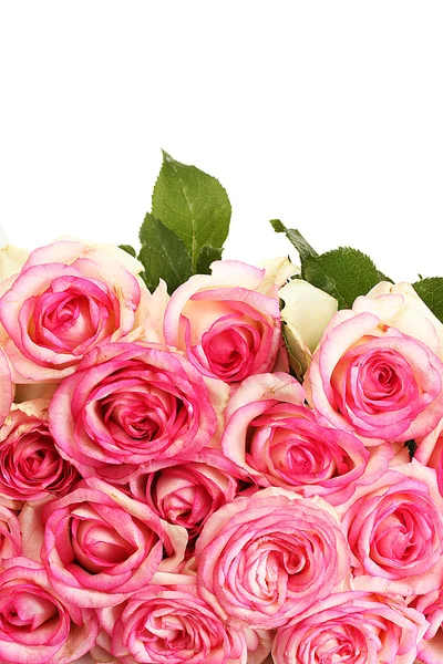 美丽的粉红色玫瑰束，白色隔离 — 图库照片