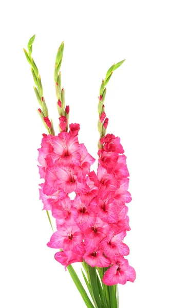 Mooi boeket van roze gladioluses, geïsoleerd op wit — Stockfoto