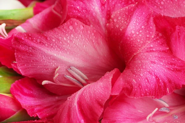 美しいピンクのグラジオラス、クローズ アップ — ストック写真