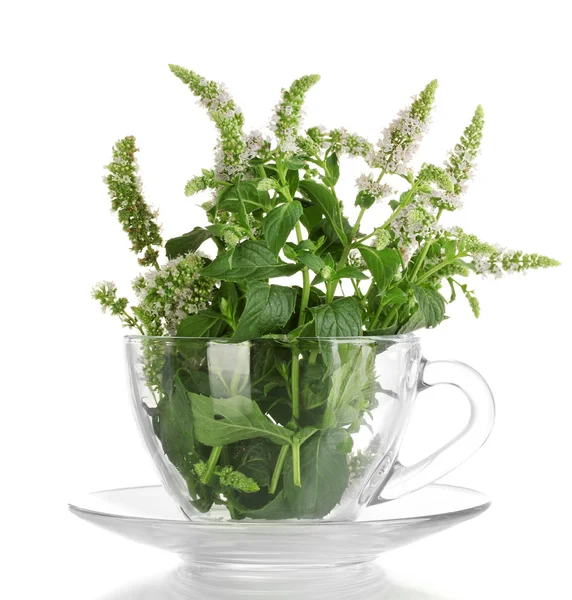 Fresh mint with flowers in cup, isolated on white — Stock Photo, Image