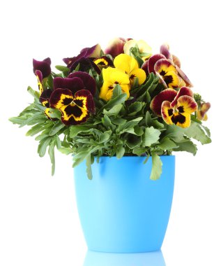 Beautiful violet pansies in flowerpot isolated on a white clipart