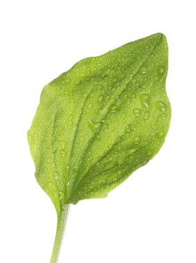 Plantain leaf with drops isolated on a white clipart